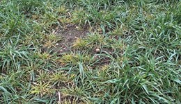 Management of Wheat dwarf virus (WDV) in cereals